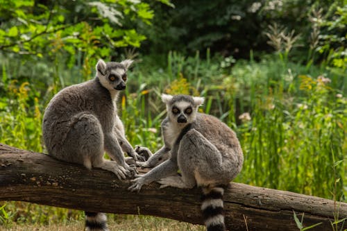 Lemurs on a Log