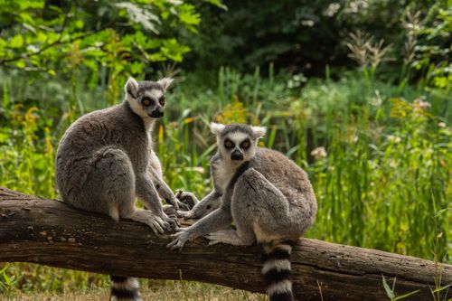 Free Two ring-tailed lemurs sitting on a log amidst lush greenery in Apeldoorn, Netherlands. Stock Photo