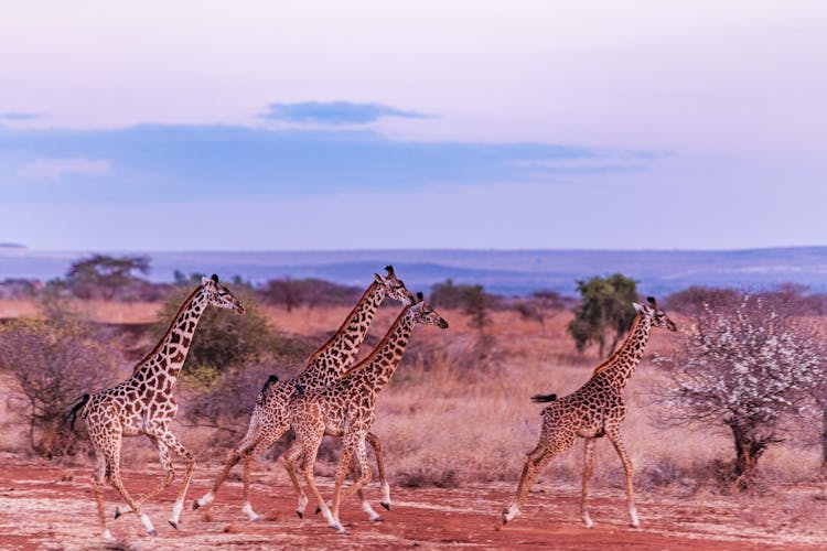 Herd Of Giraffes Running Together