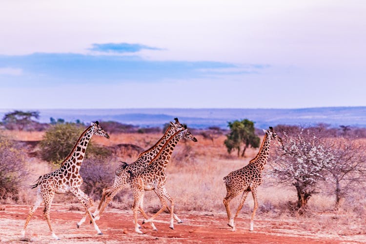 Giraffes Running In The Savanna