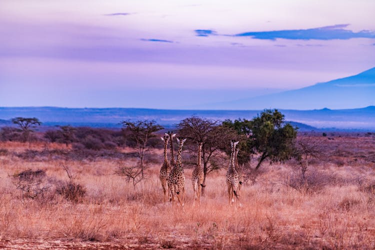 Giraffes On Savannah In Africa