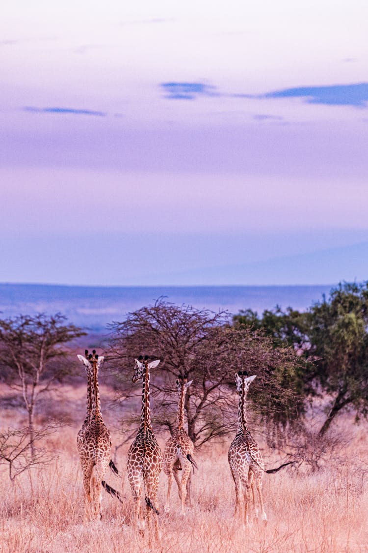 Giraffes On Savannah