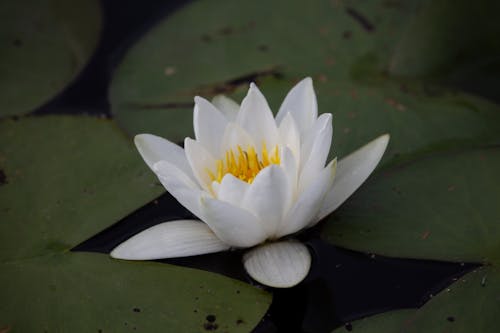 Foto profissional grátis de água, flor, lírio d'água