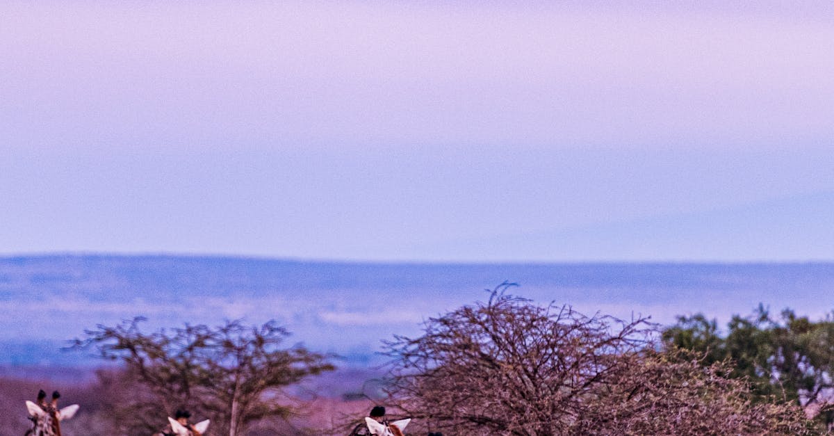 Giraffes on Savannah · Free Stock Photo