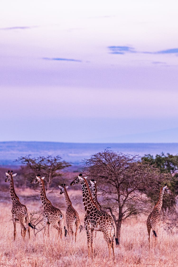 Giraffes On Savannah