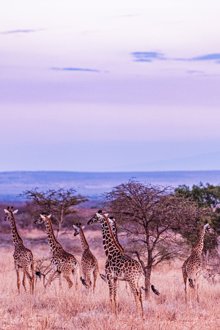 Giraffes On Savannah