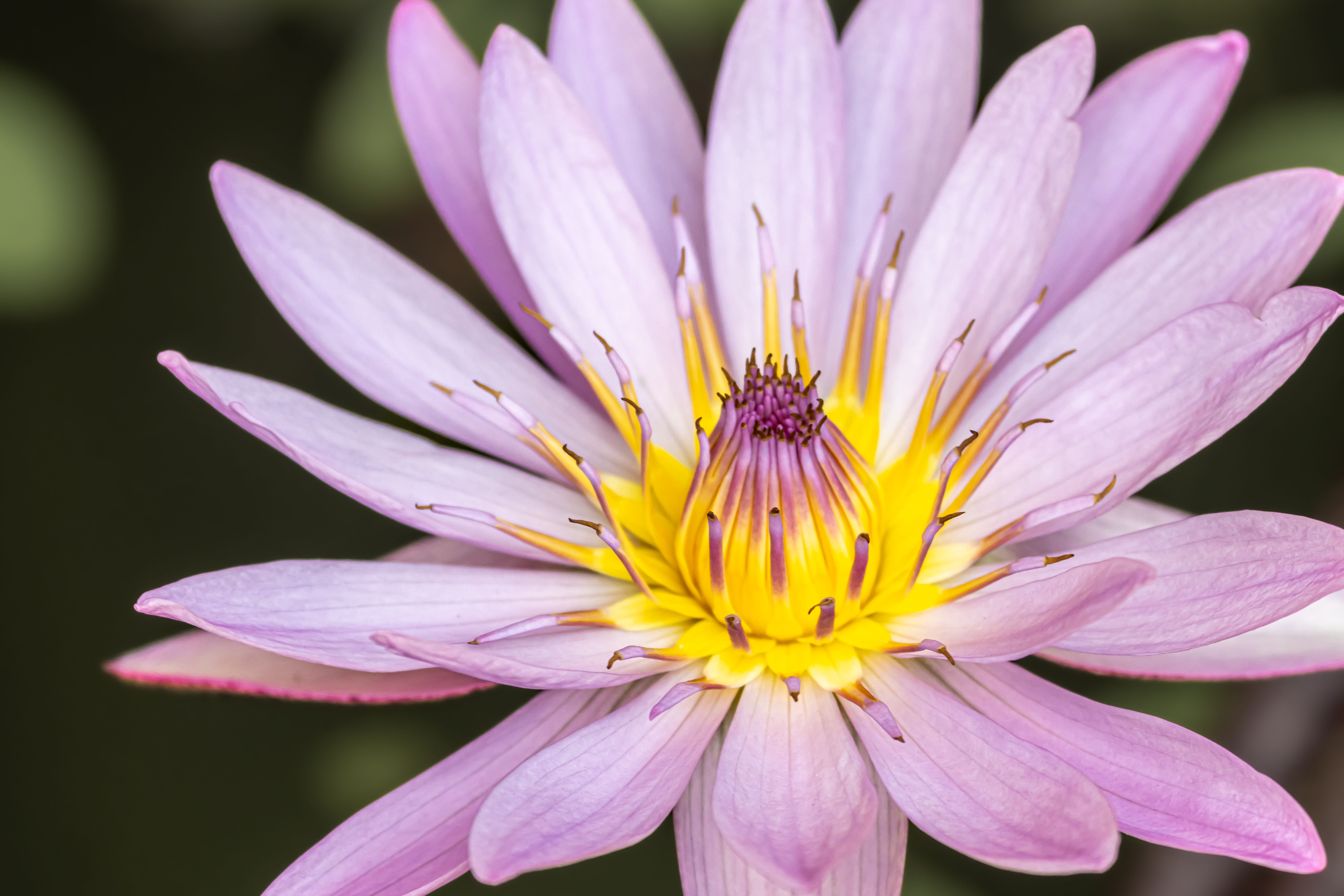 Close-up Photography of a Water Lily Flower · Free Stock Photo