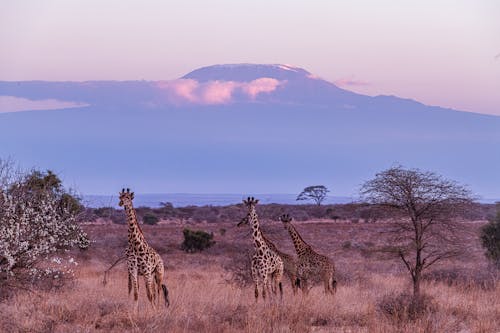 Giraffes in the Savanna