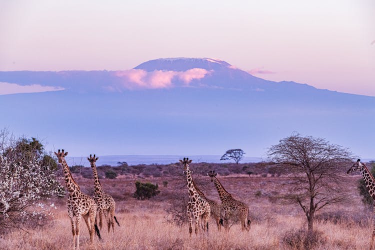 Herd Of Giraffes On Savannah 