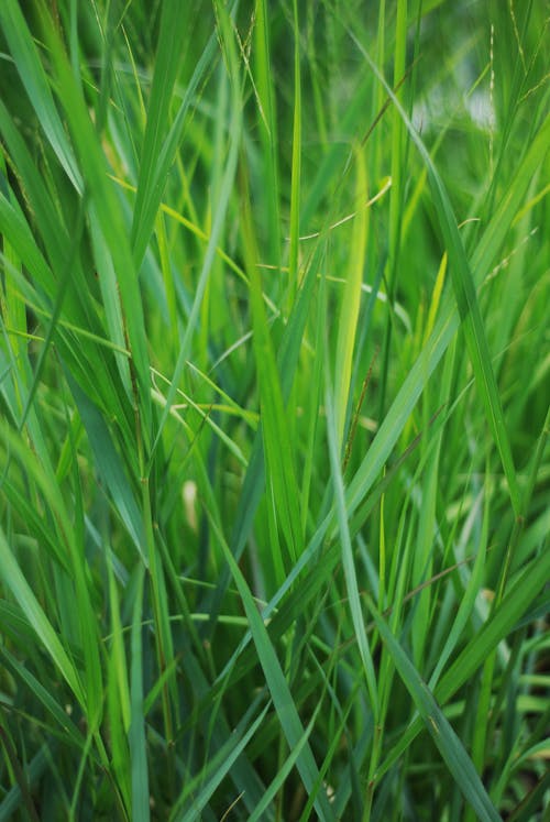 Green Grass in Close-up Shot