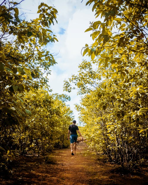 Ilmainen kuvapankkikuva tunnisteilla lehvät, maastopolku, metsä