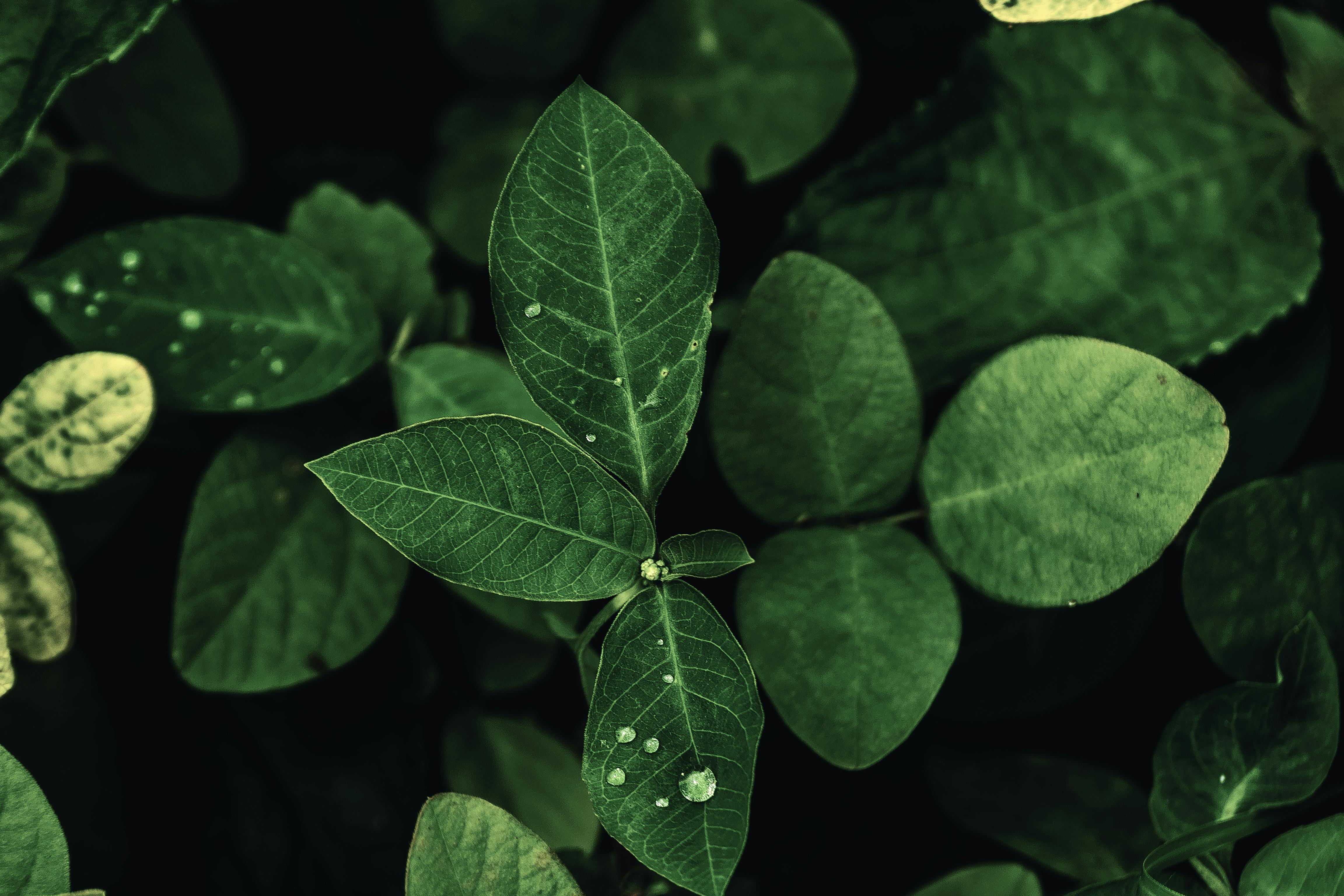 Free stock photo of dark green plants, green, green leaf