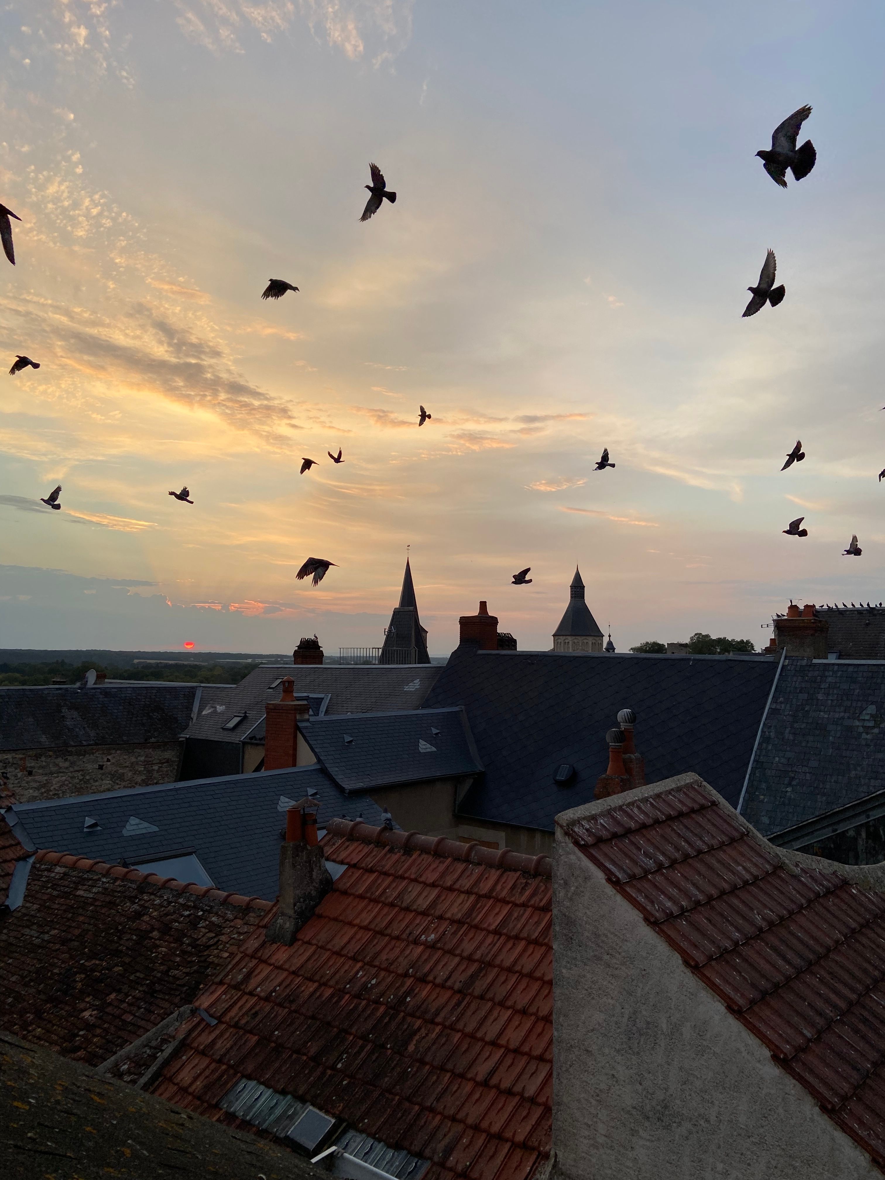 Birds In Town And Village