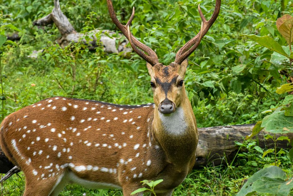 Bandipur National Park