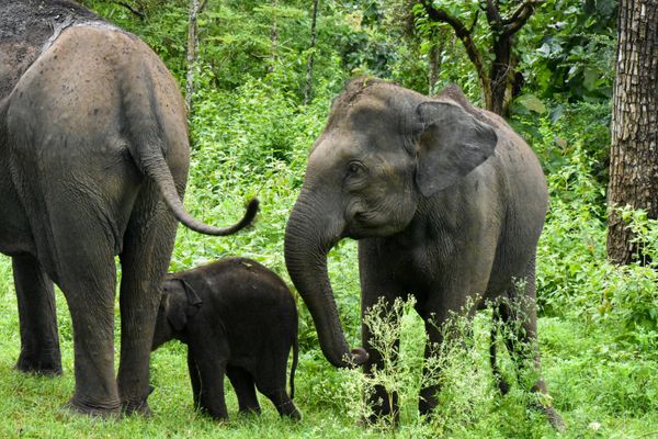 Karnataka Mysore Coorg Ooty Tour Package - Transfers