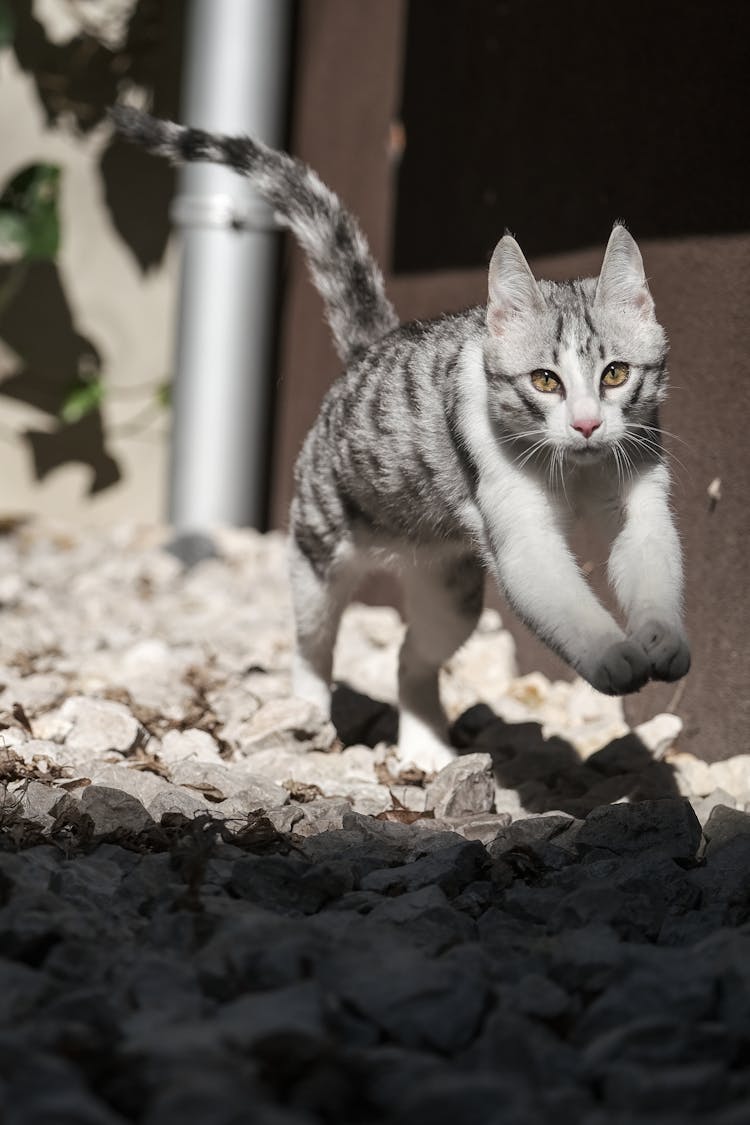  A Tabby Cat Running On Rocky Ground