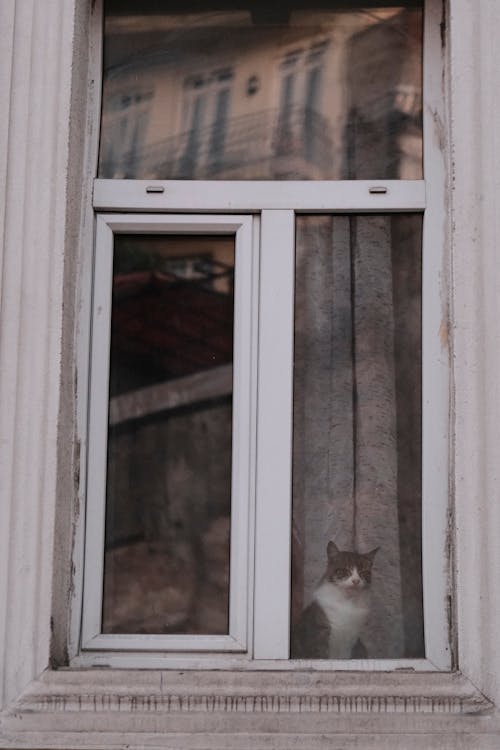 カーテン, ガラス, ネコの無料の写真素材