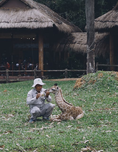 A Man in Gray Coveralls Feeding a Giraffe Lying on Green Grass Field