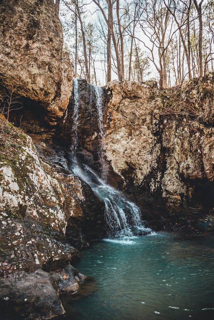 Trees Above A Waterfall