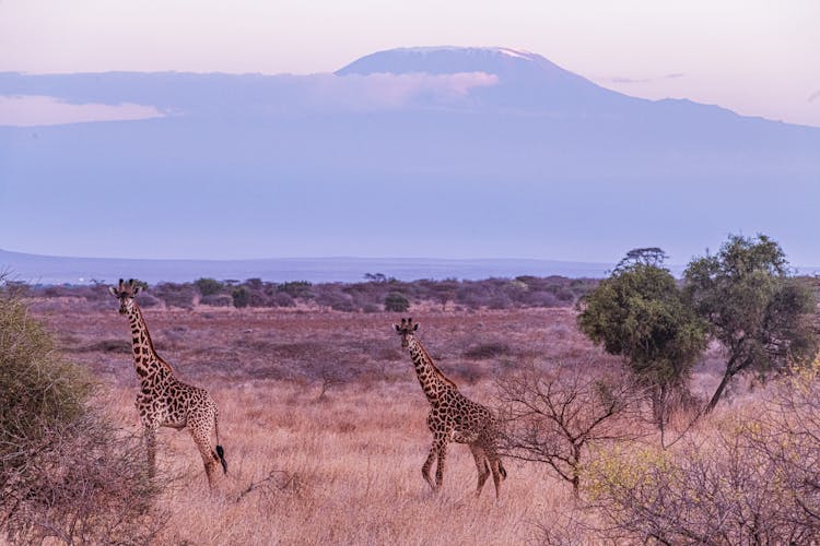 Giraffes In A Savanna