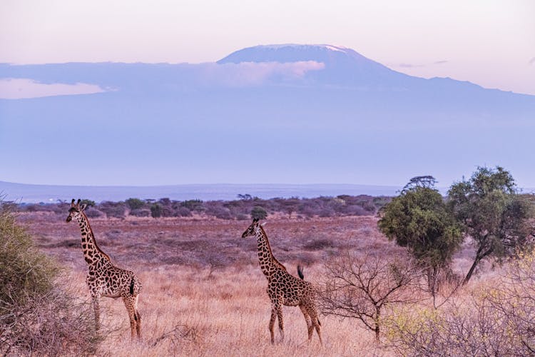 Giraffes In A Savanna