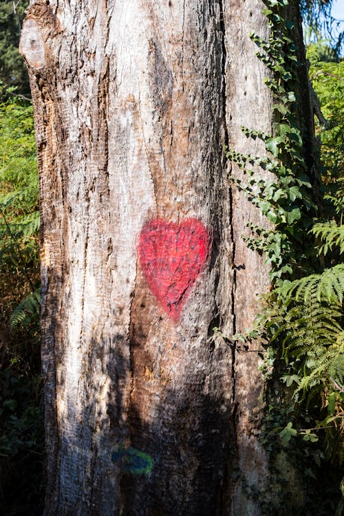 Gratis stockfoto met boom, geschilderd, hart