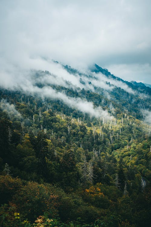 Kostenloses Stock Foto zu bäume, berg, bewölkter himmel