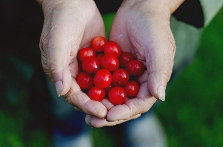 Close Up Of Elderly Woman Hands Holding Berries