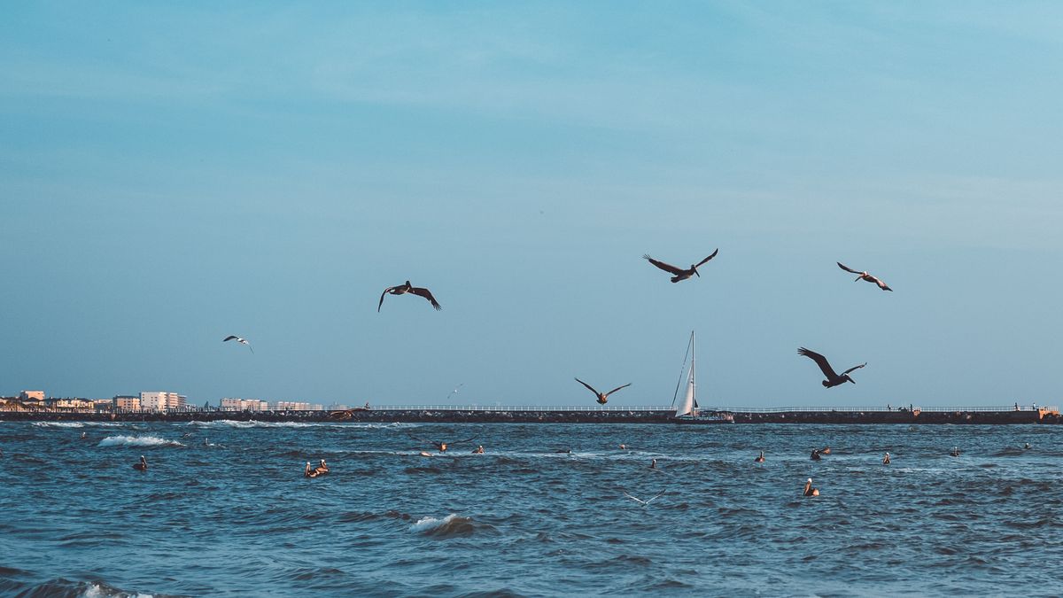 Best Birthday Freebies in Corpus Christi, TX: 2026 Local Guide