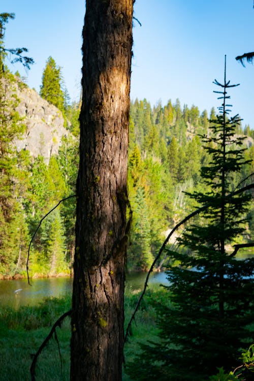 Foto profissional grátis de acampamento, árvores, árvores altas