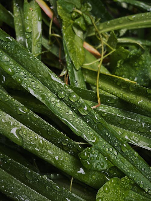 Water Droplets on Green Leaves