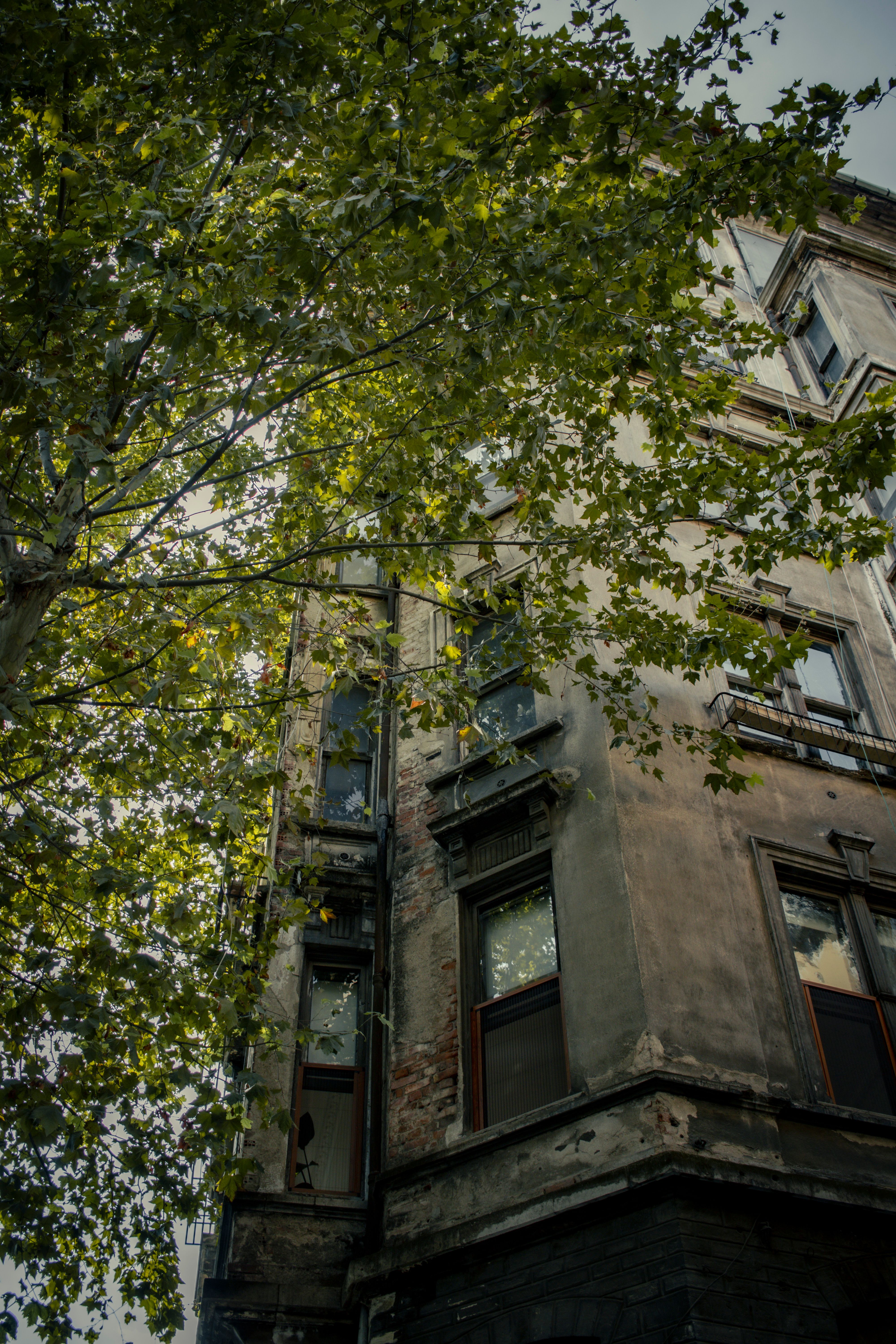 Green Tree Beside Brown Concrete Building · Free Stock Photo
