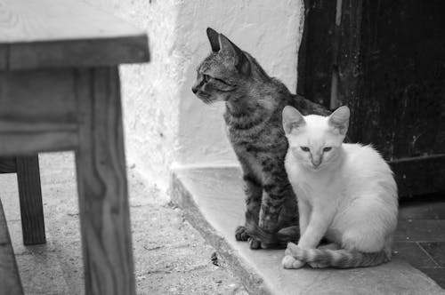 Free stock photo of black and white, cats