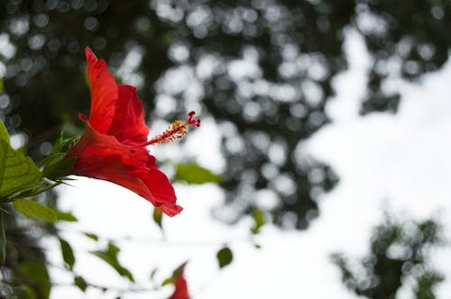 Foto stok gratis bunga, detail, merah