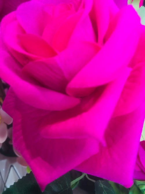 Free stock photo of background flowers, beautiful flowers, flower Stock Photo