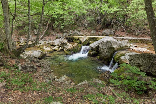 Gratis Immagine gratuita di acqua corrente, alberi, creek Foto a disposizione