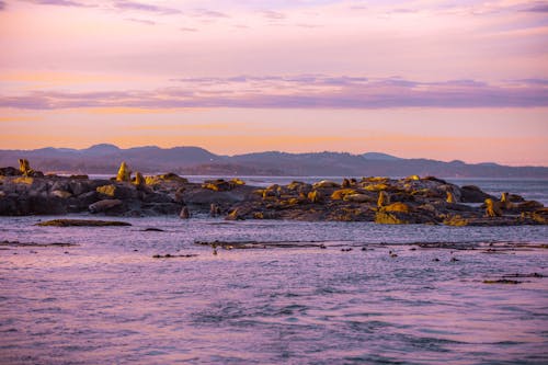Free stock photo of beautiful sunset, sea animals Stock Photo