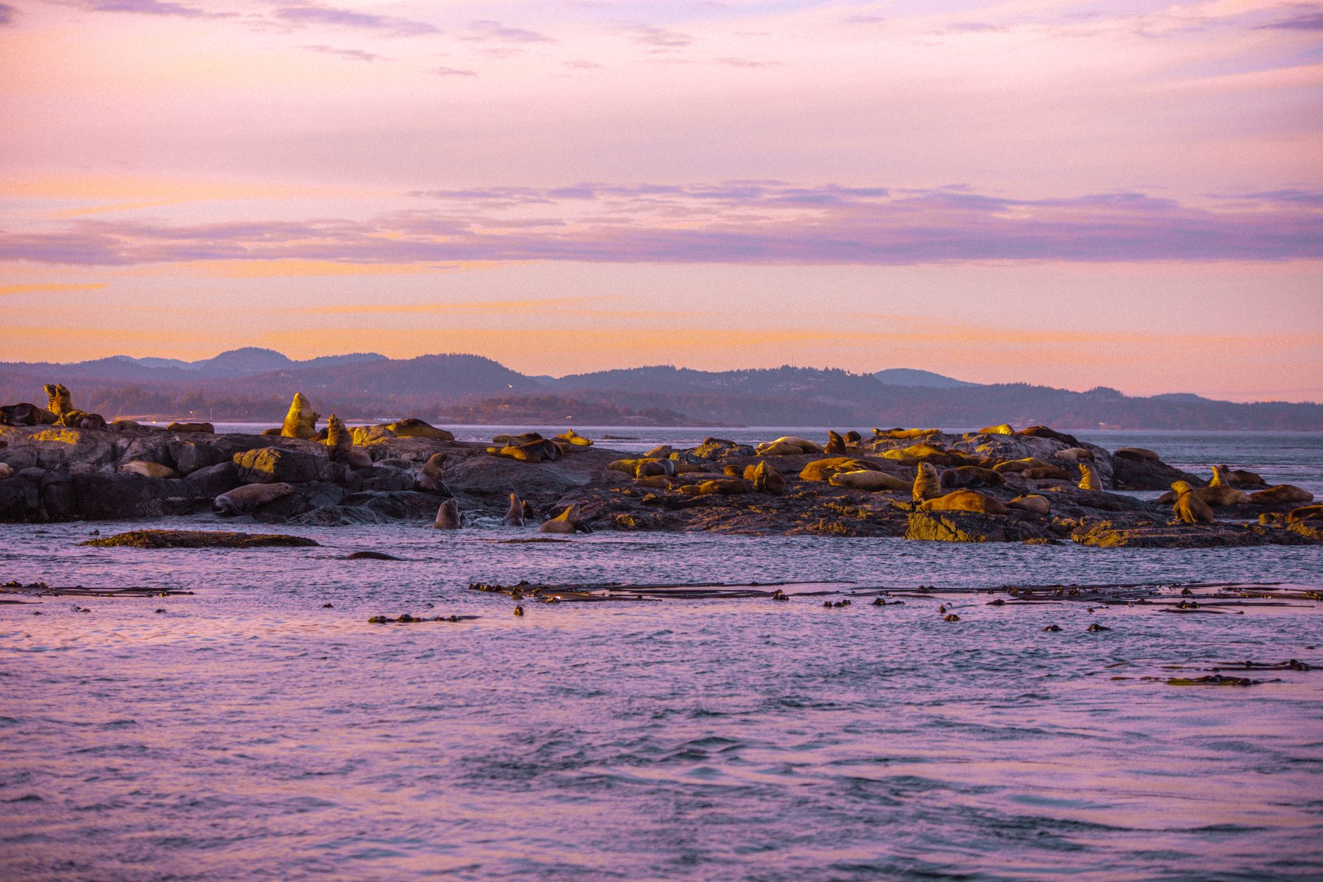 Seals bask on a rocky shore in Victoria, BC at sunset, with a tranquil sea and colorful sky.