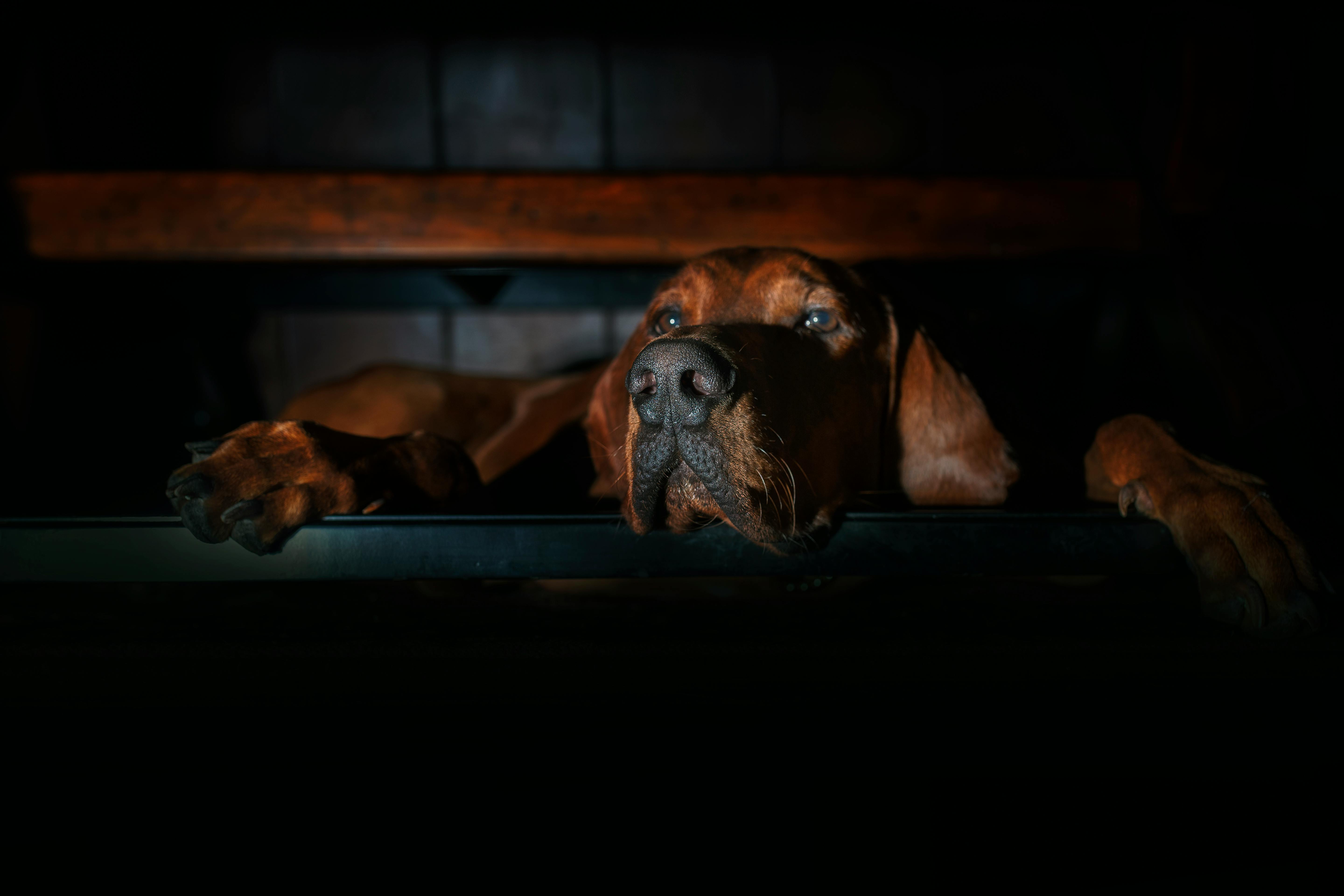 Photo of a Bavarian Mountain Hound Dog