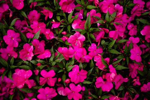 A lush display of vivid pink impatiens flowers, showcasing natural beauty.