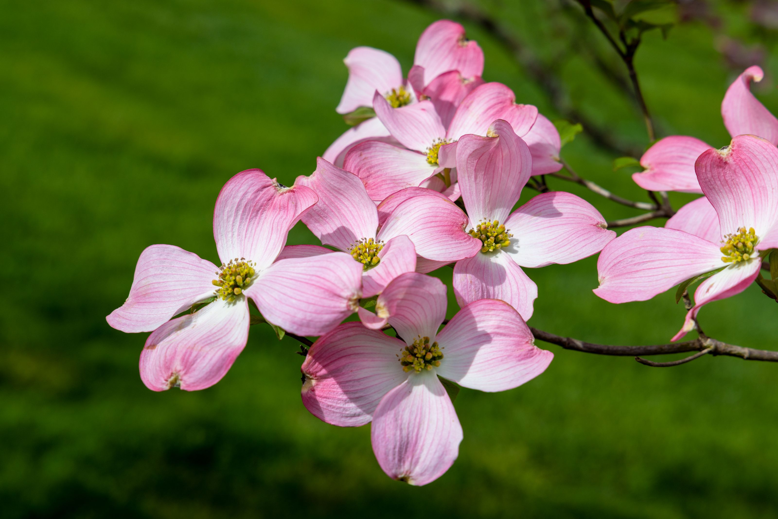 Missouri state flower — flowers