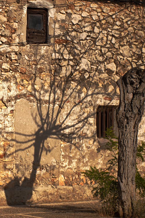 Shadow of Leafless Tree on Brown Concrete Wall