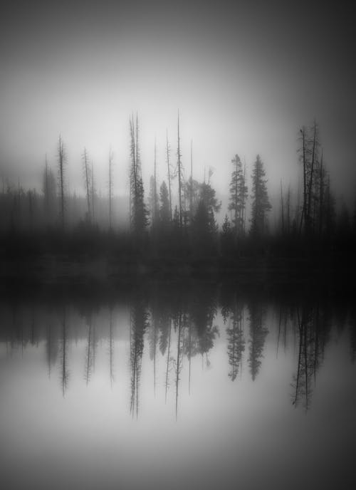 Kostnadsfri bild av gråskale, lugn, natur