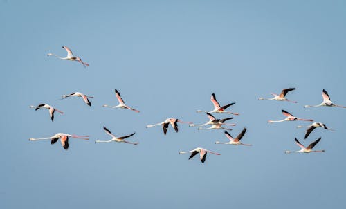 그룹, 날으는, 동물의 무료 스톡 사진