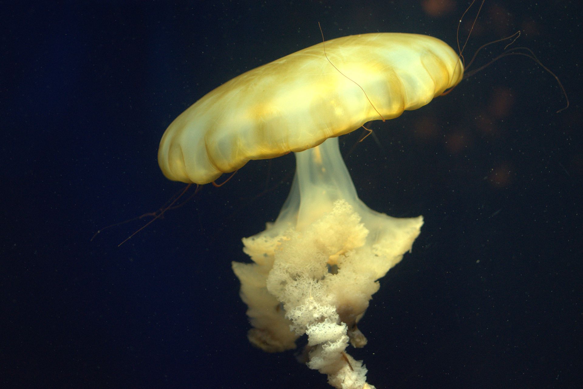 Underwater reef at Kish Island