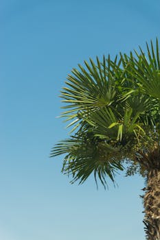 A tropical palm tree basking in sunshine under a vivid blue sky, showcasing lush green leaves.