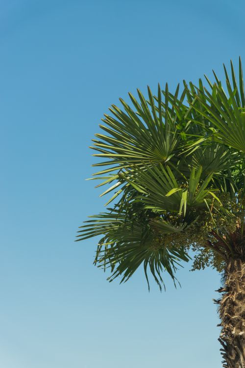 Free A tropical palm tree basking in sunshine under a vivid blue sky, showcasing lush green leaves. Stock Photo