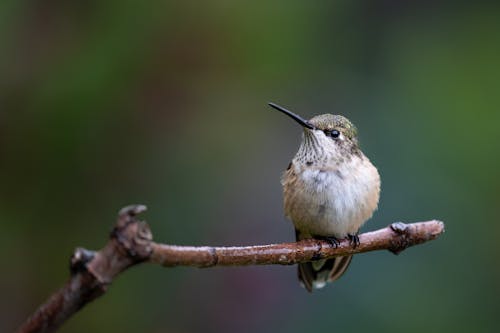 Immagine gratuita di apodiformi, appollaiato, aves