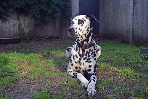 Free A Dalmatian Lying on the Ground Stock Photo