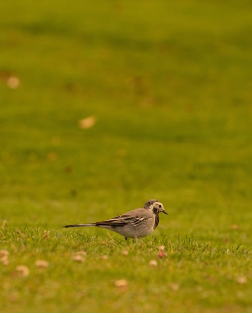 Kostenloses Stock Foto zu alba, aves, chordata